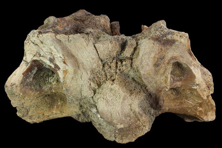 triceratops fossil for sale